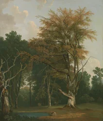 Árvores em um bosque Gladefinnish