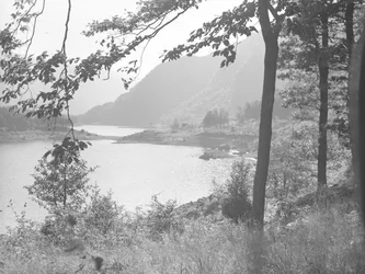 Thirlmere puiden oksien läpi