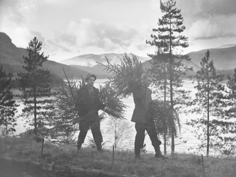 Kaksi nuorta miestä kantaa pieniä joulukuusia Thirlmere-joen rannalla.