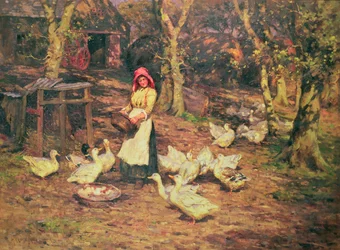 Ankkojen ruokinta