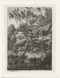 metsänäkymä
