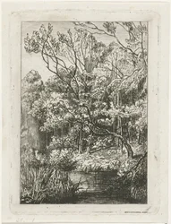 metsänäkymä