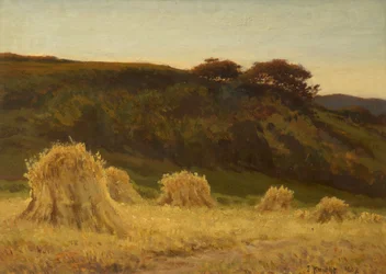 Maissipelto