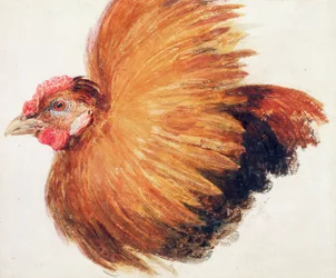 Taistelukukko, teoksesta The Farnley Book of Birds, noin 1816