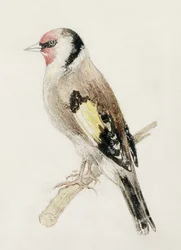 Goldfinch, Farnley Book of Birds, n. 1816 (kynä ja akvarelli paperilla)