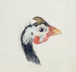 Guinea Fowl, Farnley Book of Birds -kirjasta, n. 1816