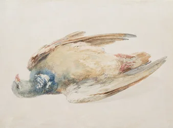 Pigeon, Farnley Book of Birds, n. 1816 (kynä ja akvarelli paperilla)