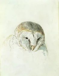 Valkoinen piippupöllö, Farnley Book of Birds, n. 1816 (kynä ja akvarelli paperilla)