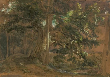 Metsän sisustus lähellä Lundenburgia (vaahteraryhmä vuoristojärven rannalla)