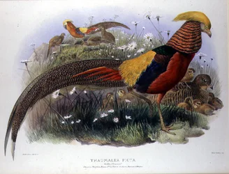 Thaumalea picta (kultafasaani), kaiverrus M. & N. Hanhart