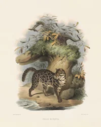 Aasian leopardikissa (Felis scripta)