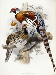 Elliotin fasaani, 1865