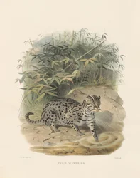 Kalastajakissa (Felis viverrina)