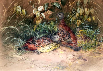 Hardwicken kottarainen (Galloperdix lunulata), 1852-54.