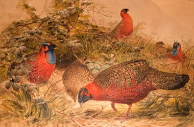 Sarvimainen tragopan (Ceriornis satyra), n. 1851-76 (wc ja kynä paperille)