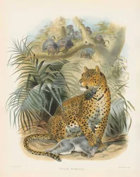 Leopardi (Felis pardus)