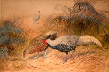 Viivallinen kaleege (Euplpcamus lineatus), n. 1851-76 (wc ja kynä paperille)