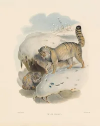 Pallaskissa (Felis manul)