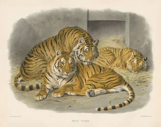 Bengalin kuninkaallinen tiikeri (Felis tigris)