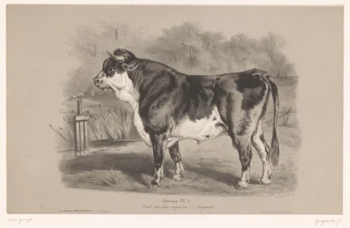 Stier in een weiland Taureau (title on object) Dierenstudies in twee soorten krijt (series title) Étude aux deux crayons par Z. Gengembre (series title on object)   1370397   fi       finnish Successfully Translated  Original: Joseph and Potiphars wife Tra