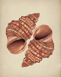 Kaksi kotilonkuorta