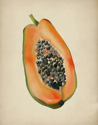 Värikäs papaya (puolikas)