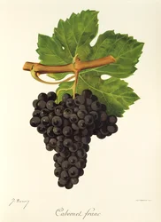 Cabernet Franc -rypäle, kirjoittanut J. Troncy