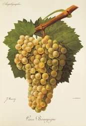 Gros Bourgogne -rypäle, kirjoittanut J. Troncy