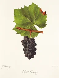 Petit Gamay -rypäle, kirjoittanut J. Troncy