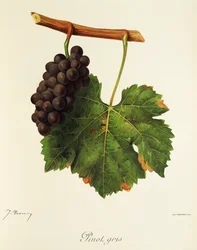 Pinot Gris -rypäle, kirjoittanut J. Troncy