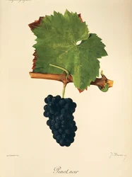 Pinot Noir -rypäle, kirjoittanut J. Troncy