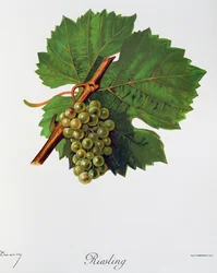 Riesling-rypäleet Jules Troncy, Ampelographie, Traite general de viticulture (ampelografia, yleinen viininviljelysopimus), osa II, Pierre Viala (1859-1936) ja Victor Vermorel (1848-1927), Pariisi