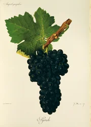 Syrah-rypäle, kirjoittanut J. Troncy