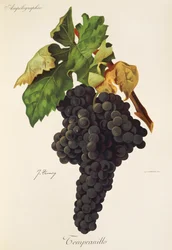 Tempranillo-rypäle, kirjoittanut J. Troncy