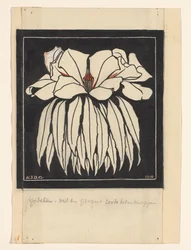 Godetia