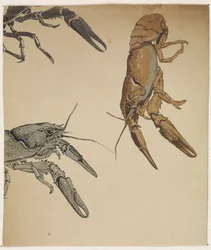 Luonnoksia rapuista