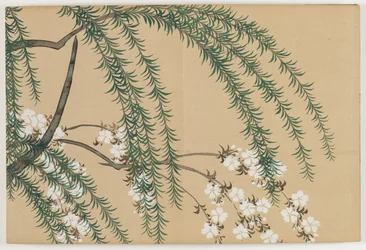 Sadan maailman kukat (Momoyogusa): Paju ja kirsikka (Yanagizakura)
