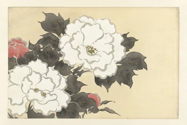 pionit fukamigusa Flowers of a Hundred Worlds (sarjan nimi) Momoyogusa, voi. 1 (sarjan nimi)
