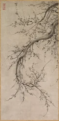 Prunus, 1600-luku.