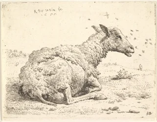 Osittain leikattu lammas makaa nurmikolla hyönteisten pään ympärillä, 1655.