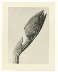 suunnittele tutkimusta Taiteen arkkityypit (sarjan nimi)