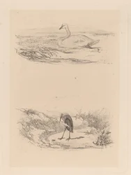 joutsen, haikara