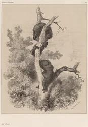 Karhut.