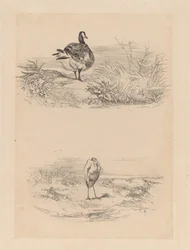 Voi, Heron