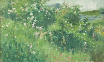 Briar-Rose-pensaat kukkivat Tjörnin saarella