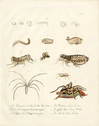 Arachnids and Developmental Stages of Insects (tulosta) (hyönteisten kehitysvaiheet) (tulosta)