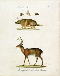 Garmadillo ja Virginia Deer (tulosta)