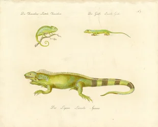 Kameleontti, gekko ja leguaani (painettu)