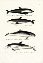 Erilaisia delfiinejä, 1824
