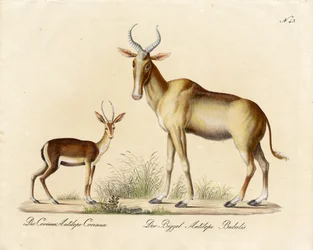 Dorcas Gazelle ja Nilgai (painettu)